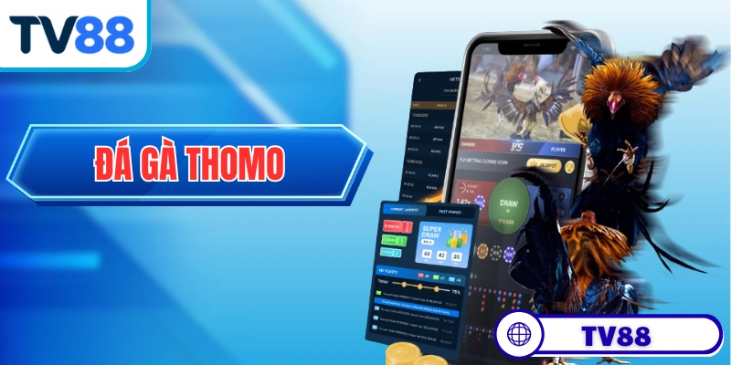 Đá Gà Thomo - Biểu Tượng Của Sự Chuyên Nghiệp Trong Chọi Kê
