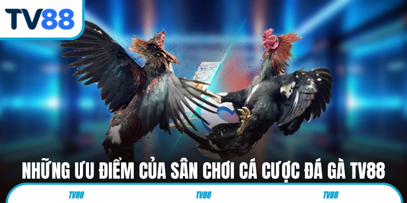 Những ưu điểm của sân chơi cá cược đá gà TV88