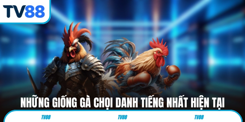 Những giống gà chọi danh tiếng nhất hiện tại