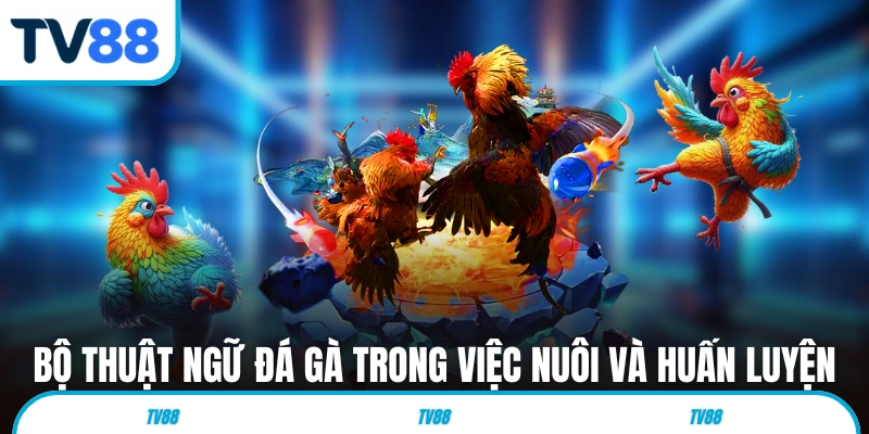 Bộ thuật ngữ đá gà trong giai đoạn nuôi và huấn luyện